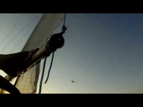 The Bermuda Longtail At Sea