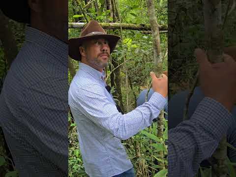 Sítio com 3 casas, galpão grande, estufas e agroindústria ativa – Tomazina/PR | 43 99627-5172