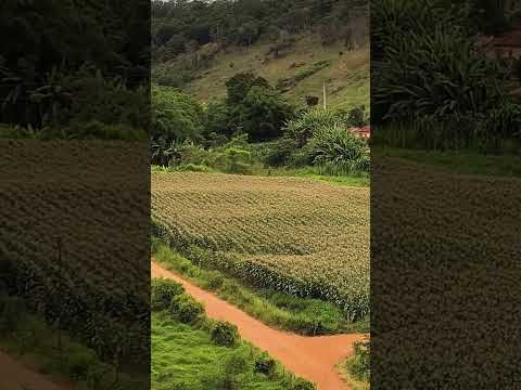 Barra do Frei Lagonegro, Minas gerais