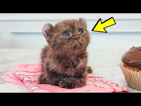 Everyone turned up their noses at this ball of wool, but the baby grew up and surprised everyone!