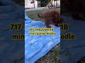 Mini Goldendoodle dogs for sale: Charming Robert❤️Call 717-548-2054 - Video 1