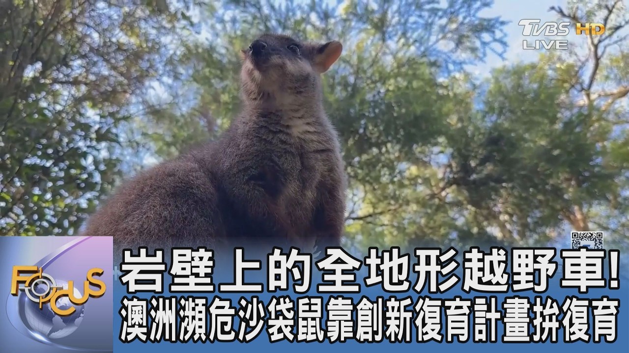 澳洲刷尾岩沙袋鼠為什麼瀕危?靠科學圈養、控制赤狐成功扭轉滅絕危機