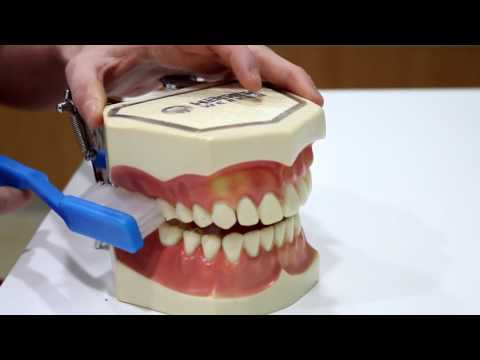 Cómo cepillarse los dientes correctamente