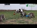 German Shorthaired Pointer dogs for sale: Gunner - Video 1