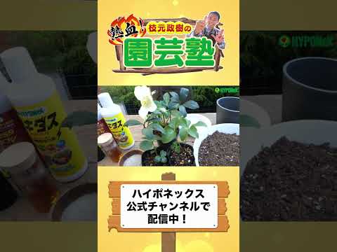 クリスマスローズを再び咲かせるにはどうすればいいですか？私たちのシンプルなアドバイス！  庭園