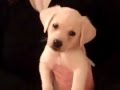 Un adorable perrito entra a otra dimensión al escuchar una guitarra