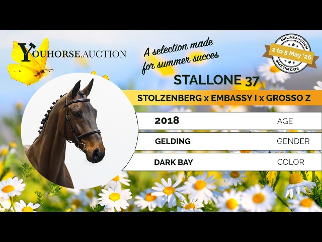 Stallone 37