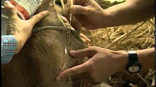 춘천교구 구제역 피해 농가를 위한 특별헌금 실시의 썸네일 사진