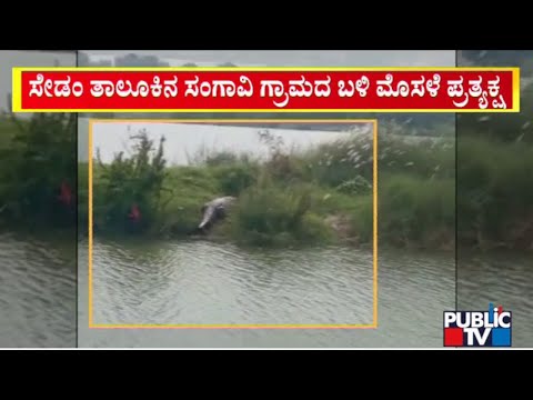 Crocodile Spotted Near Sangavi Village In Sedam Taluk | Public TV