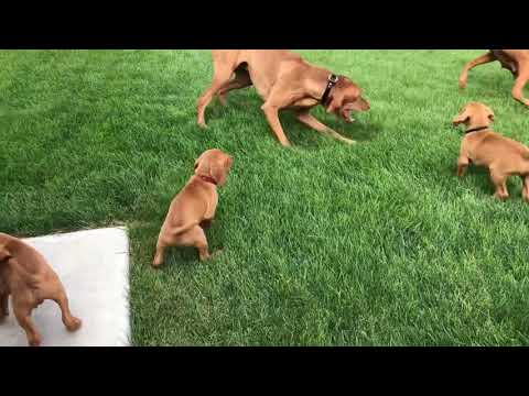 Vizsla puppies