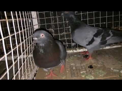 Srilankan pigeons paravi maliyaa anuradhapura