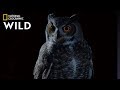 Great Horned Owl on the Hunt | Nat Geo Wild