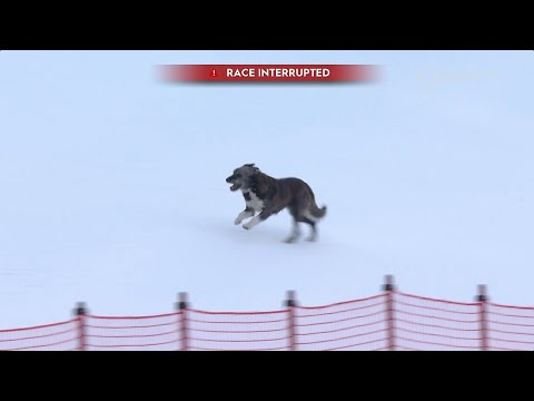 Dog Interrupts Alpine Ski Race | FIS World Cup 2023 | Bormio, ITA | Czech Commentary w/ English Subs