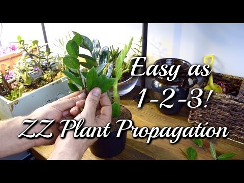 , title : '3 EASY Ways To Propagate Your ZZ Plant!