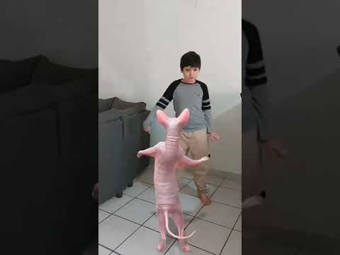 Al gato no le gusto la cumbia del tilin🤣 #gato