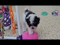 Miniature Poodle dogs for sale: Crispin - Video 1