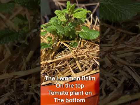 , title : 'Growing a tomato plant in a bucket upside down with lemon balm on top'