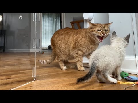 Introducing a kitten to my 5 year old cat 