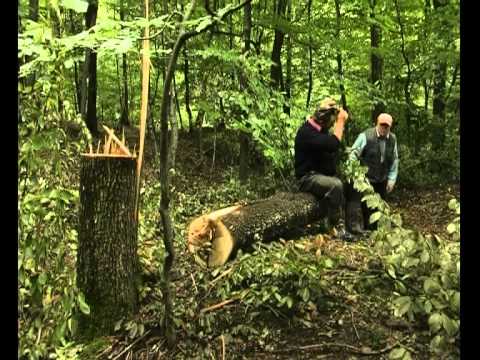 PADUREA CIUTUREASCA   10 09 2010