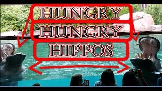 preview picture of video 'Hungry Hungry Hippos - Feeding Hippos Fruit at The Toledo Zoo (1 of 2) | 1080HD'