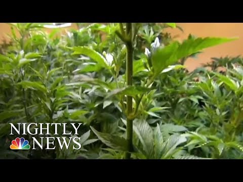 Nevada Marijuana Shortage: State Officials Scramble To Stock Up | NBC Nightly News