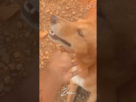 ❤️    #kunjan #dog #love