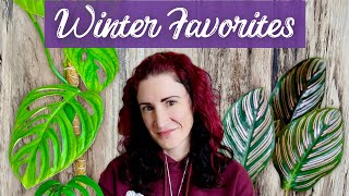 Winter Plant Faves | 10 Houseplants Really Impressing Me This Winter