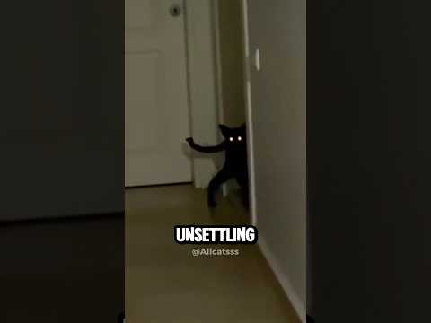 Top 4 Scariest Skinwalker Cat  Ever Caught on Camera. 🤯