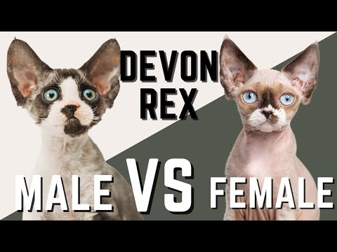 Male Devon Rex Cat VS Female Devon Rex Cat