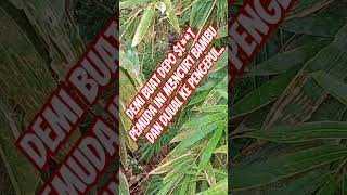 Download lagu M4L1N6 B4MBU DEMI D3P0 $L**T/JVD*L mp3