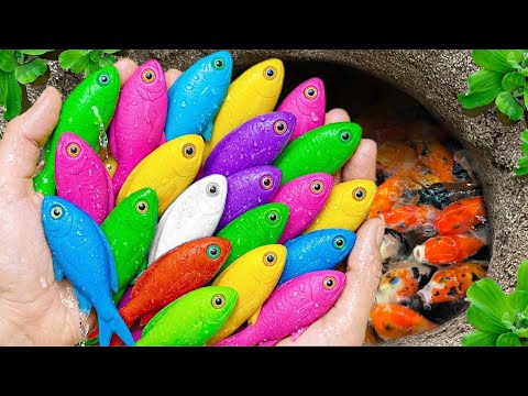 Catch beautiful aquarium fish in small pond baby turtles, pencil fish, plaice, iguanas, guppies blu🐠