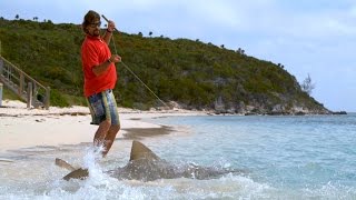 Sharks Swim on to Beach to Capture Prey
