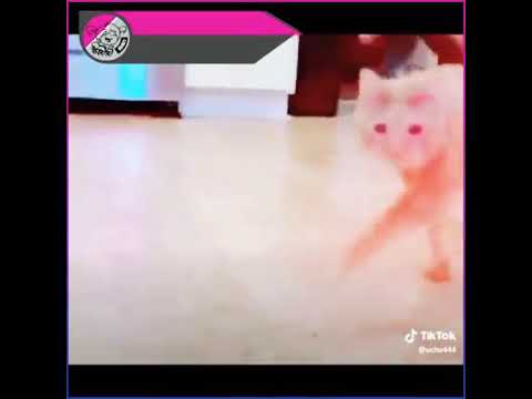 පුසා දෙන අතල් එක බලපන් 😂😂