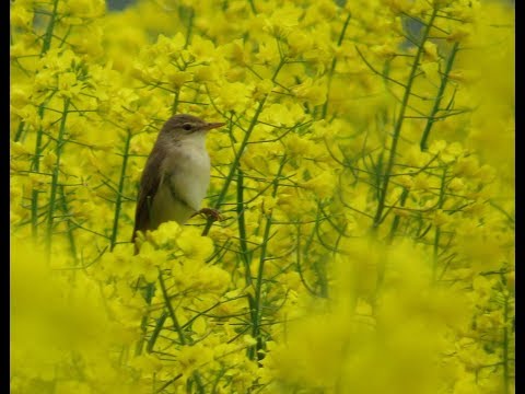 137 Rákosník zpěvný, Acrocephalus palustris, Sumpfrohrsänger, Jarmila Kačírková