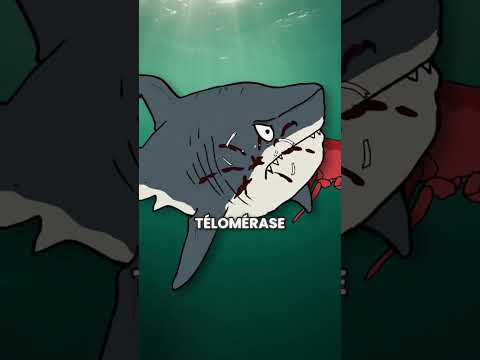 Le homard est immortel ?? #animaux #ocean #nature #homard