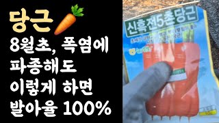 당근???? 8월초, 폭염에 파종해도 이렇게 하면 발아율 100%???? 