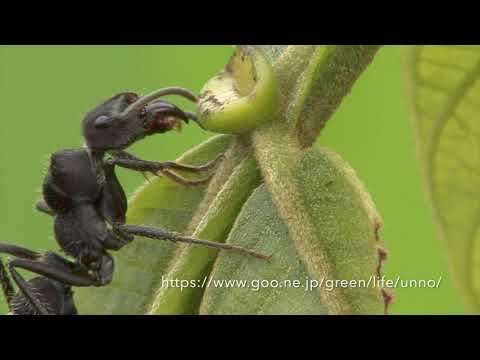 植物の蜜腺から蜜をなめるアリ
