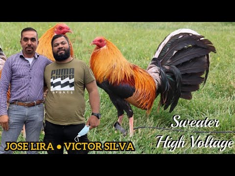 Jose Lira High Voltage Farm Kelso Sweater Yellow Leg Hatch Grey - Tour Victor Silva