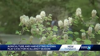 Agriculture and harvesting in Iowa play a factor in allergy season