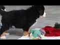 Bernese Mountain Dog dogs for sale: Kody - Video 1