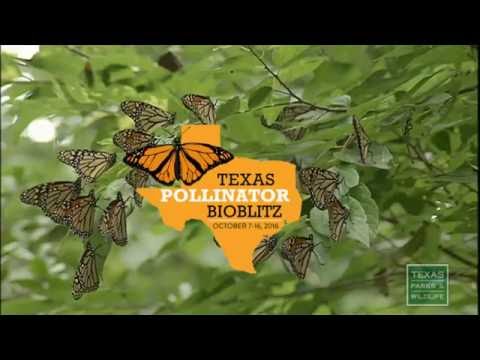 Honeybees vs. Native Pollinators - Tips from a Wildlife Biologist