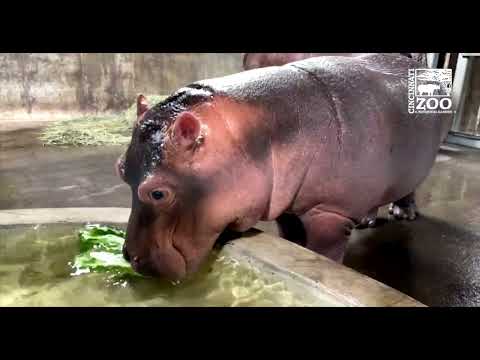 Baby Hippo Fritz Eating His Lettuce in Water - Cincinnati Zoo