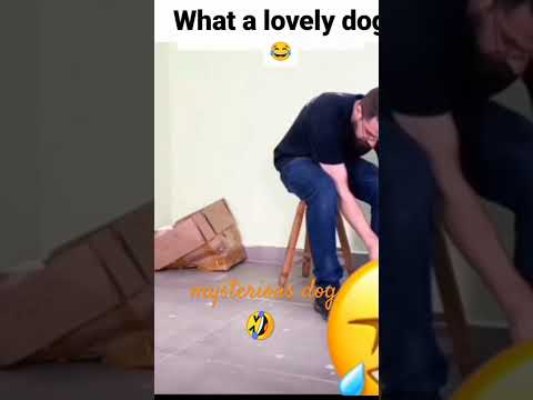 hoe cute dog 🤣😅
