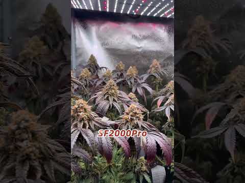 Which model from the SF Series is your favorite? Are you team SF-1000, SF-2000, or SF-4000? 🤔