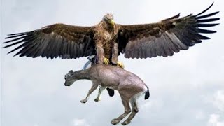 The Most Amazing Eagle Attacks Ever Caught On Camera