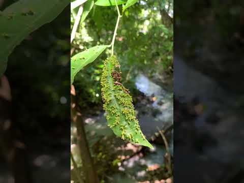 Río de San Matías, La libertad, El Salvador, Río que da vida.