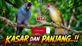 Download lagu KASAR PANJANG....!!! SRIGUNTING ABU-ABU DAN KAPAS TEMBAK, BIKIN JURI NGELIRIK..!!  mp3