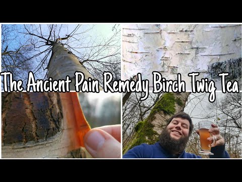 Birch Twig Tea - The Simple Medicinal Tea Of The Birch Tree. (Betula pendula)