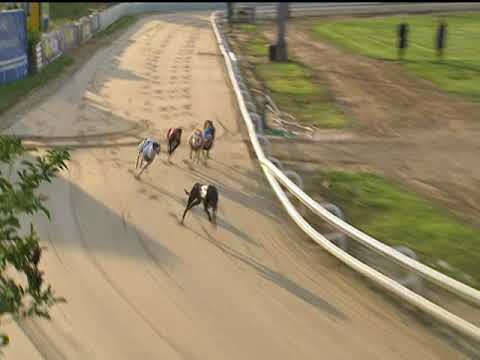 2017 WILLIAM HILL PUPPY - T6 TULLYMURRY SID