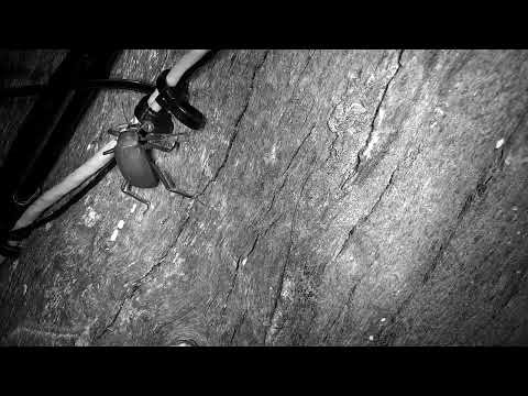 Djuma: Large Beetle on tree and Python Snake on the ground - 00:58 - 03/24/2023